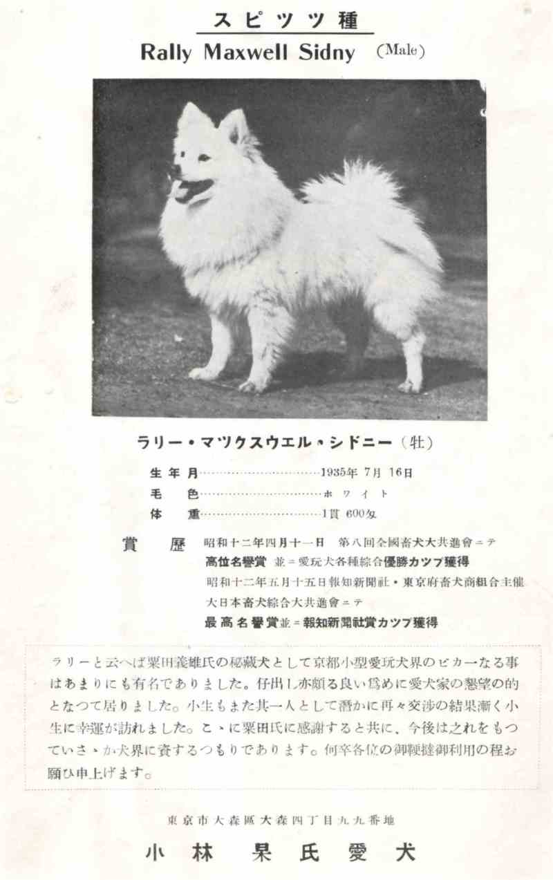 The Australian Mystery: Rally Maxwell Sidny and the Origins of the Japanese Spitz