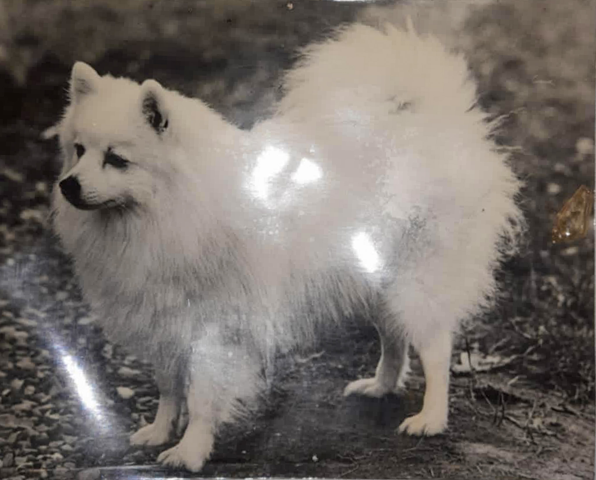 Rose Marie Carlsen: The Danish Chapter of Japanese Spitz