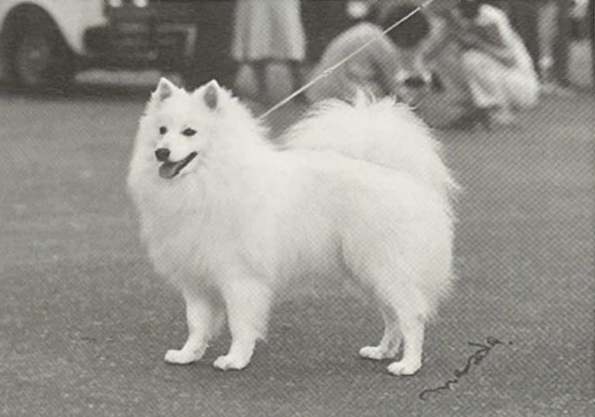 Detective Story of Alcyon Of Port Masuda Pedigree