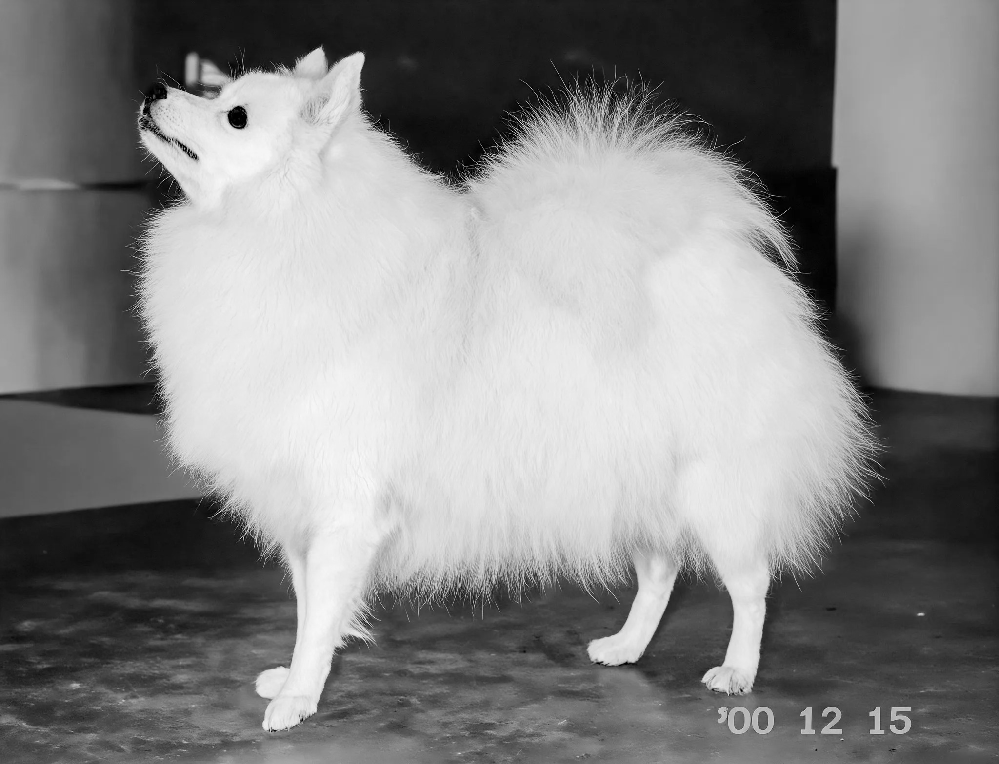Odorikko vom der Hausruckhöhe – The First Japanese Spitz in Russia