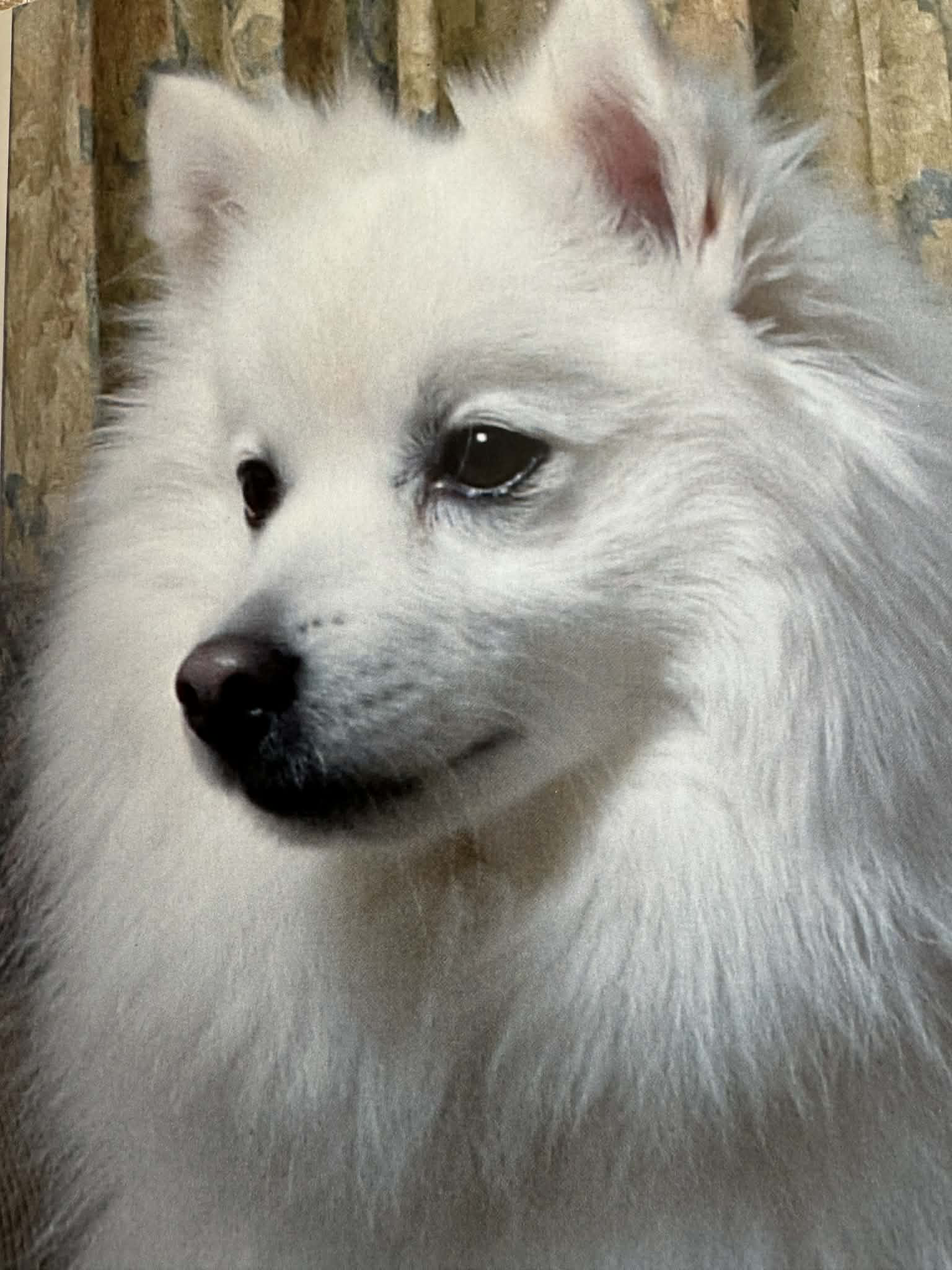 Episode 2: Returning to the Japanese Spitz — 1996