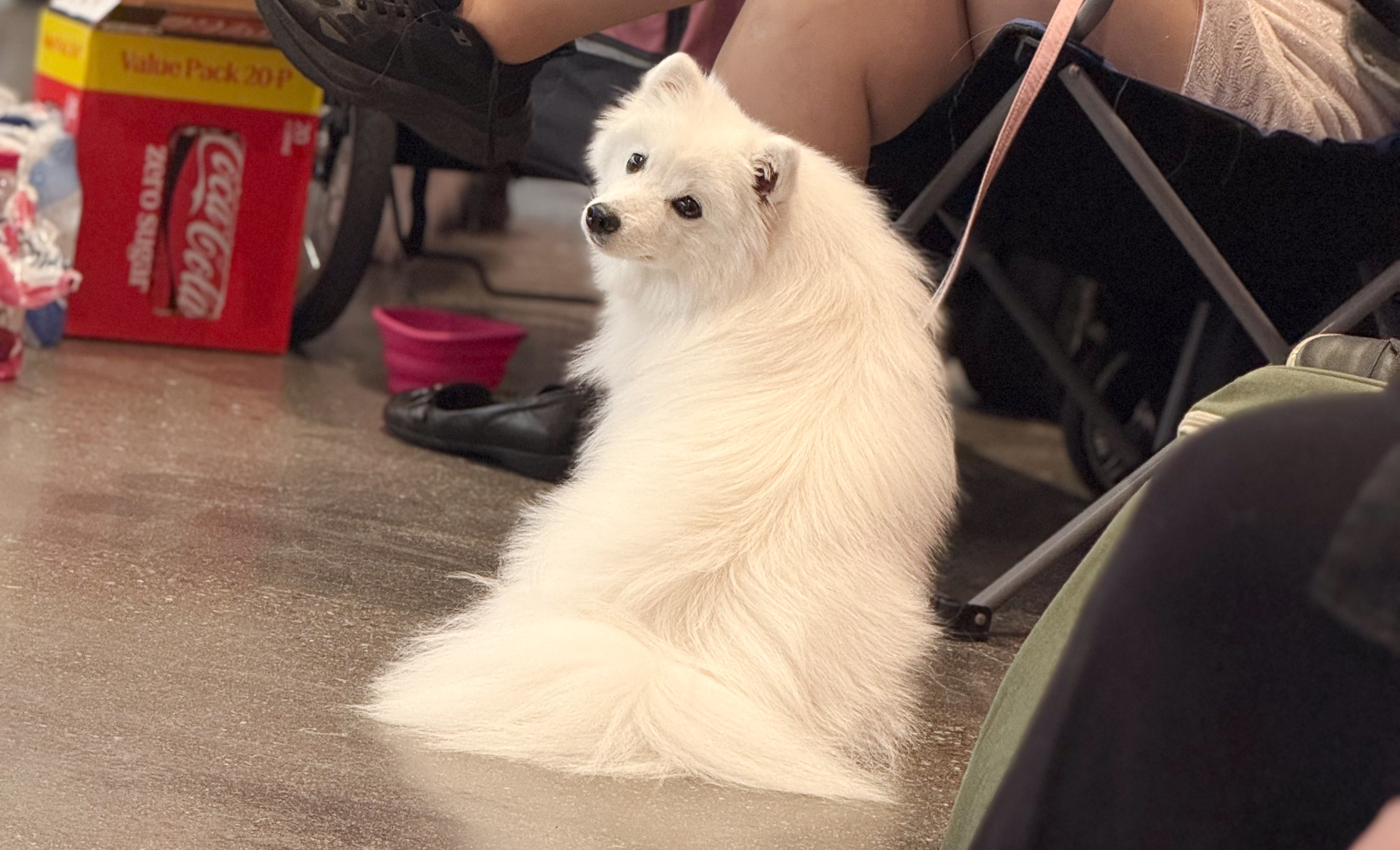 Japanese Spitz Across Borders: International Breeders’ Meeting at EDS 2026